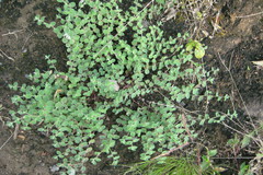 Indigofera cordifolia